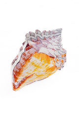 Acrylic Napkin Weight, Shell - alternate view