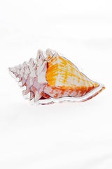 Maven Home Shell acrylic napkin weight - view 03